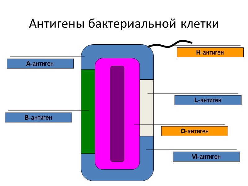 Антигены бактериальной клетки A-антиген B-антиген О-антиген Н-антиген Vi-антиген L-антиген